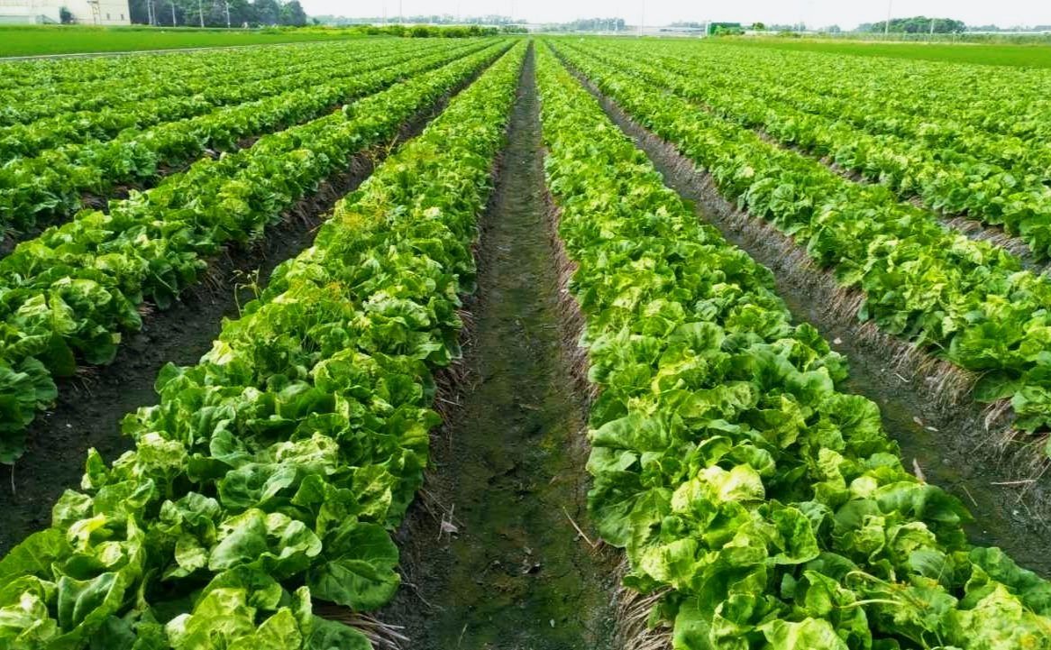 Fertilizer for Vegetable Field