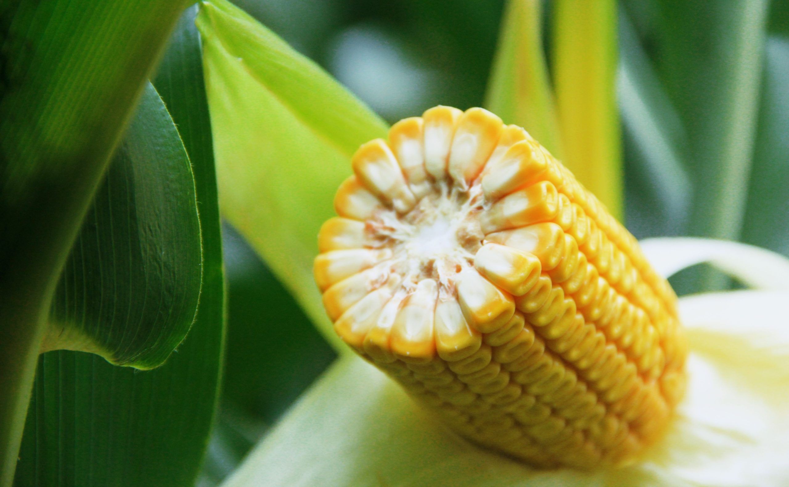 Fertilizer for Corn Plant