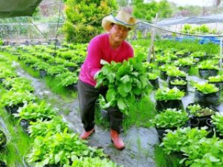 Customer-Testimonial-Vegetable-Farmer